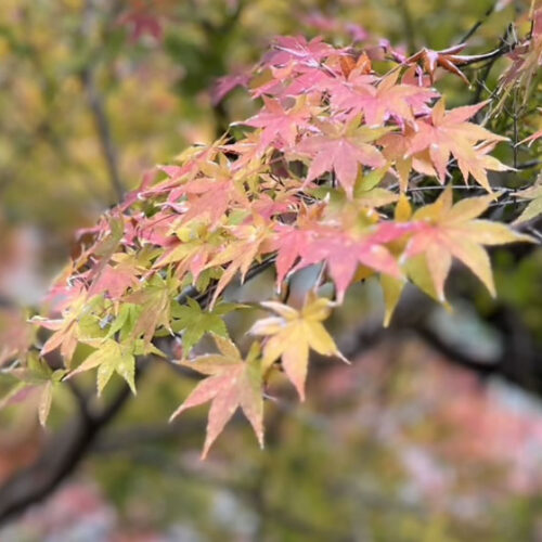 猪野川と紅葉｜伊野天照皇大神宮