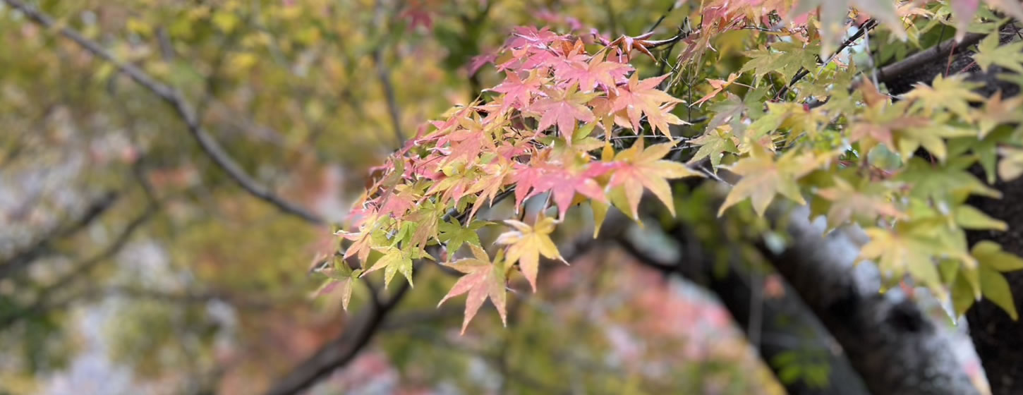 猪野川と紅葉｜伊野天照皇大神宮