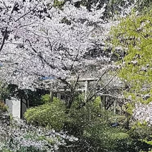 さくら祭を楽しむ｜伊野天照皇大神宮