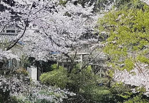 さくら祭を楽しむ｜伊野天照皇大神宮