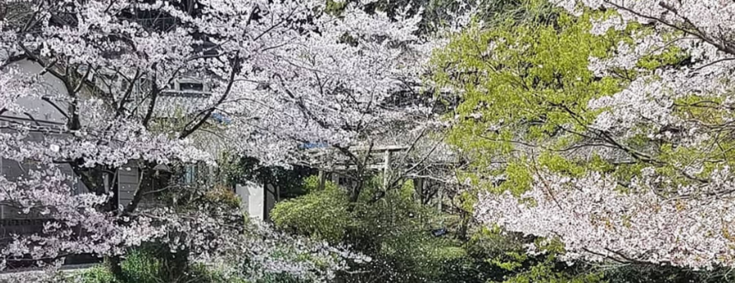 さくら祭を楽しむ｜伊野天照皇大神宮