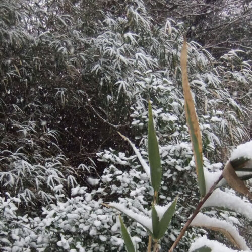 雪景色の猪野｜伊野天照皇大神宮