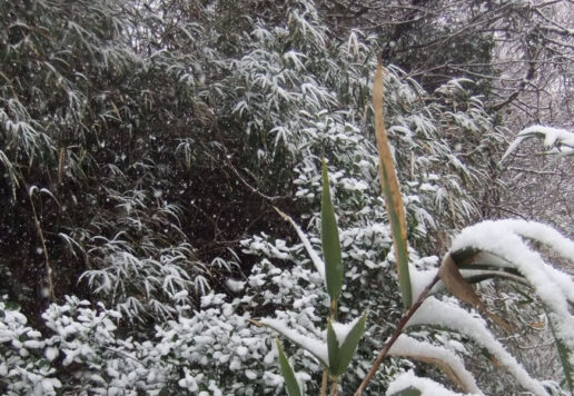 雪景色の猪野｜伊野天照皇大神宮