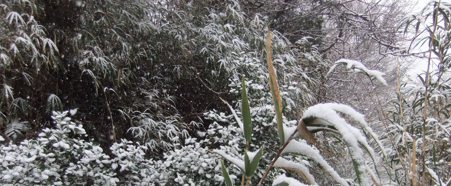 雪景色の猪野｜伊野天照皇大神宮