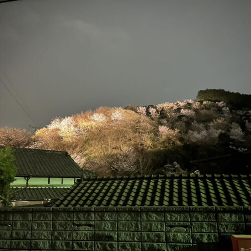 さくら祭（夜桜を映すさくら山）｜伊野天照皇大神宮
