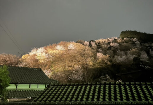 さくら祭（夜桜を映すさくら山）｜伊野天照皇大神宮